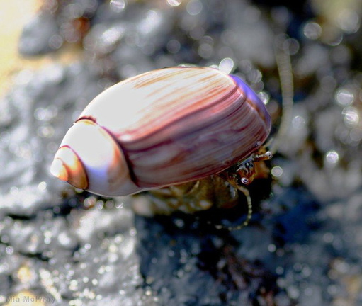 hermit-crab-pink-shell-dume-tide-pools-4