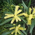 indet-Salicaceae-horticultural-road-near-Pt-Dume-2011-01-18-IMG_6928.jpg