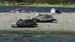 pelicans-sandbar-malibu-5-sm