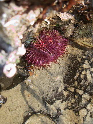 red-urchin-tube-feet-extended-Pt-Dume-2011-01-18-IMG 6920