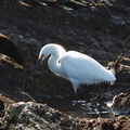 snowy-egret-Pt-Dume-2011-01-18-IMG_6915.jpg