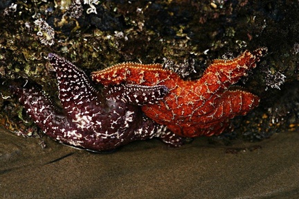 starfish-red-orange-dume
