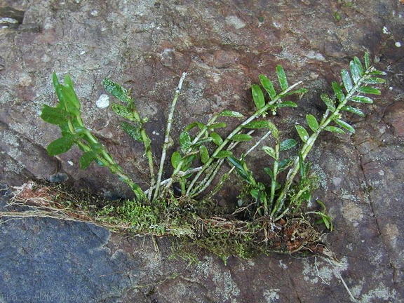 Appendicula-plants-Viti-Levu-Galoa-and-Namosi-2000-Nov-Dec