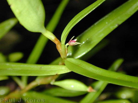 Bulbophyllum-betchei-fl1-Lavena-2000-Nov-Dec