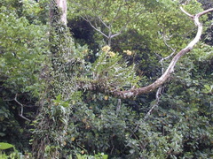 Dendrobium-tokai-Lavena-2000-Nov-Dec