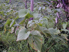Piper-methysticum-kava-farm-2000-Nov-Dec