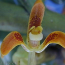Pseuderia-platyphylla-fl2-2000-Nov-Dec
