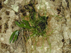 Taeniophyllum-fasciola-Viti-Levu-Suva-2000-Nov-Dec