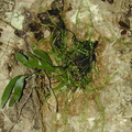 Taeniophyllum-fasciola-Viti-Levu-Suva-2000-Nov-Dec