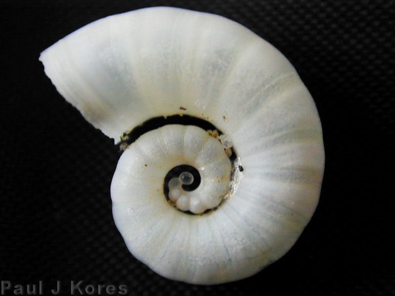 Taveuni-spiral-shell-2000-Nov-Dec.jpg