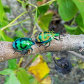 brilliant-rosechafer-beetles-Cerambicids-on-Hernandia-Wailoaloa-Viti-Levu-2015-07-26 020 1