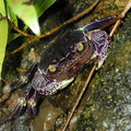 crab-purple-Lavena_Fiji-2000-Nov-Dec.jpg