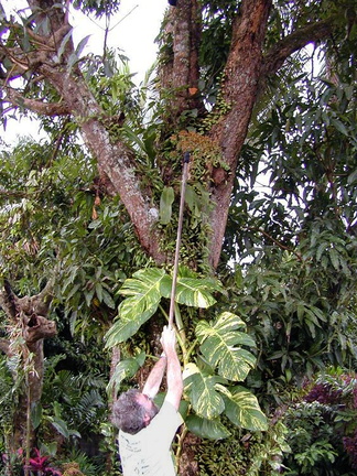 orchid-collecting-Grammatophyllum-Tholo-i-Suva-2000-Nov-Dec