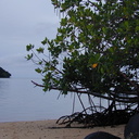 red-mangrove-roots-Taveuni-Des-Voeux-2000-Nov-Dec