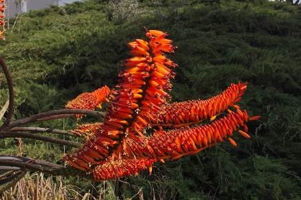 Aloe-sp-arborescens-brilliant-orange-Moorpark-2013-03-05-IMG 0260