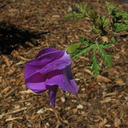 Alyogyne-huegelii-blue-hibiscus-Moorpark-2009-03-05-IMG 1806