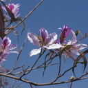 Bauhinia-blakeana-orchid-tree-Moorpark-College-2012-06-13-IMG 2078