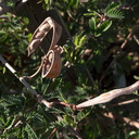 Calliandra-eriophylla-fairyduster-fruits-Moorpark-2010-01-14-IMG 3613