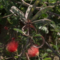 Calliandra-eriophylla-fairyduster-fruits-Moorpark-2010-01-14-IMG_3614.jpg