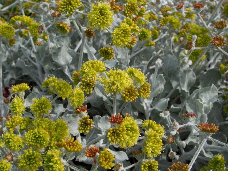 Eriogonum-indet-crocatum-Conejo-buckwheat-Moorpark-2010-02-11-IMG_3724.jpg
