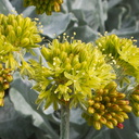 Eriogonum-indet-crocatum-Conejo-buckwheat-Moorpark-2010-02-11-IMG 37242