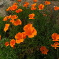 Eschscholtzia-californica-California-poppy-Moorpark-2010-02-11-IMG 3728