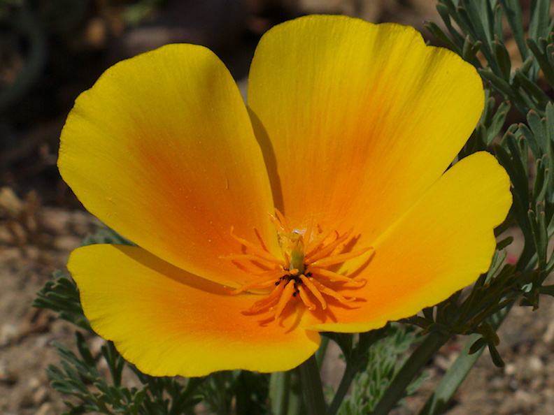 Eschscholzia-californica-California-poppy-Ethnobotany-garden-Moorpark-College-2013-03-19-IMG 0334