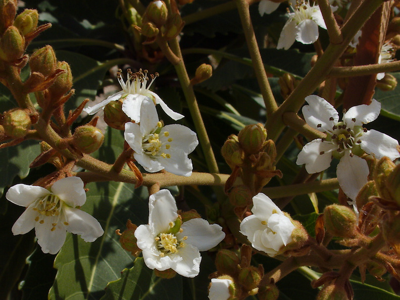 Heteromeles-arbutifolia-toyon-Moorpark-College-2013-03-19-IMG_0320.jpg