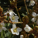Heteromeles-arbutifolia-toyon-Moorpark-College-2013-03-19-IMG 0320