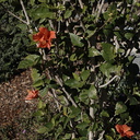 Hibiscus-rosa-sinensis-Moorpark-2009-03-05-IMG 1837