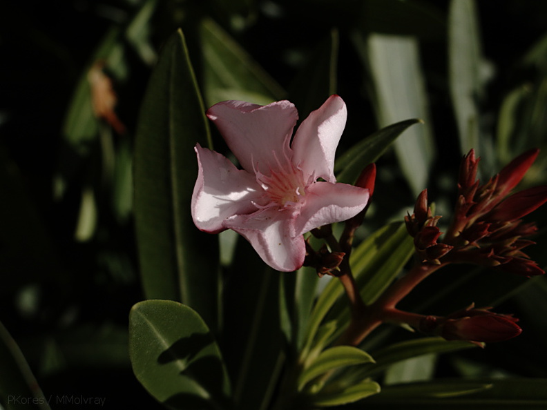 Nerium-oleander-Moorpark-2009-03-05-IMG_1866.jpg