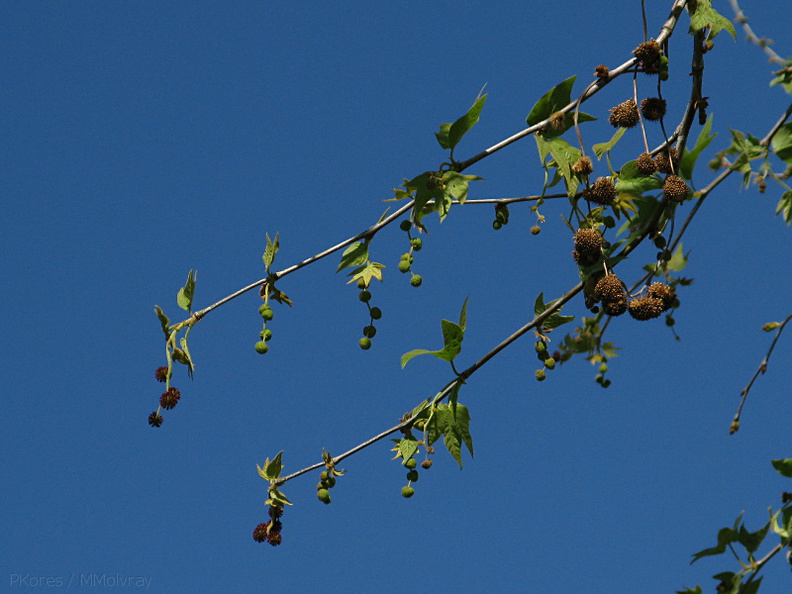 Platanus-occidentalis-sycamore-fruits-Moorpark-2009-03-05-IMG 1862