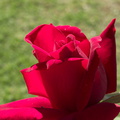 Rosa-hybrid-red-2009-11-17-IMG_3508.jpg