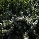 Rosmarinus-officinalis-rosemary-Moorpark-2009-11-17-IMG 3537