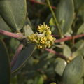 Simmondsia-chinensis-jojoba-ethnobotany-garden-2013-01-29-IMG 3378