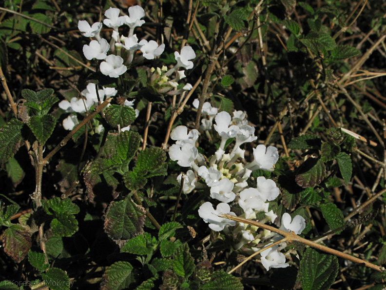 Trachelospermum-jasminoides-confederate-jasmine-Moorpark-2009-03-05-IMG_1811.jpg