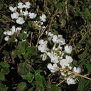 Trachelospermum-jasminoides-confederate-jasmine-Moorpark-2009-03-05-IMG 1811