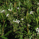 Trachelospermum-jasminoides-confederate-jasmine-Moorpark-2009-03-05-IMG 1814