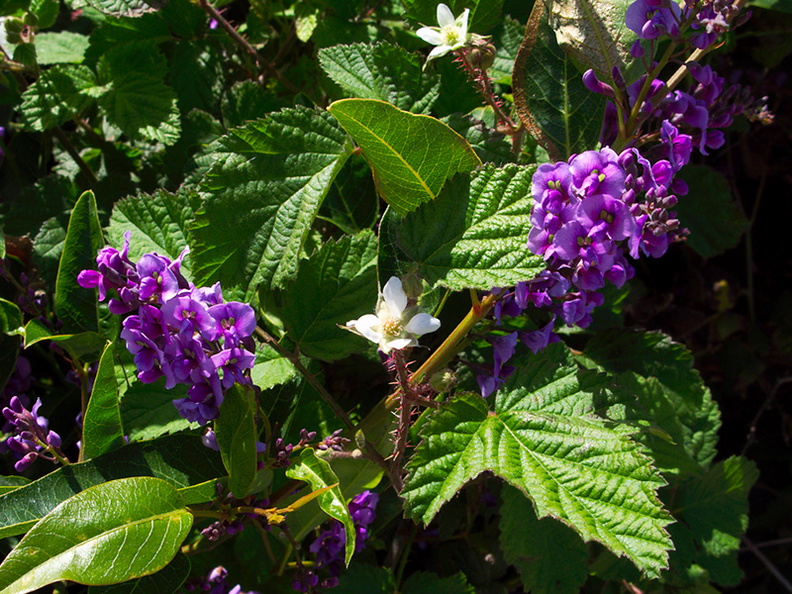 Vicia-sp-purple-vetch-and-Rubus-Moorpark-2010-03-18-IMG_4040.jpg