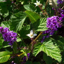 Vicia-sp-purple-vetch-and-Rubus-Moorpark-2010-03-18-IMG 4040