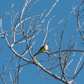 Western-kingbird-Tyrannus-verticalis-Moorpark-2010-04-05-IMG_4356.jpg