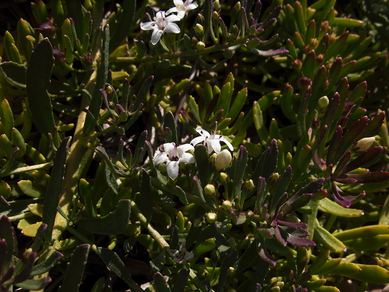 indet-sympetalous-5merous-white-flowered-ground-cover-Moorpark-College-2012-07-03-IMG_2184.jpg