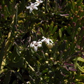 indet-sympetalous-5merous-white-flowered-ground-cover-Moorpark-College-2012-07-03-IMG_2184.jpg