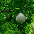Ceiba-speciosa-silk-floss-tree-pods-Ventura-Schools-Admin-2013-05-15-IMG_0836.jpg