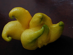 Citrus Fruit-buddhas-hand