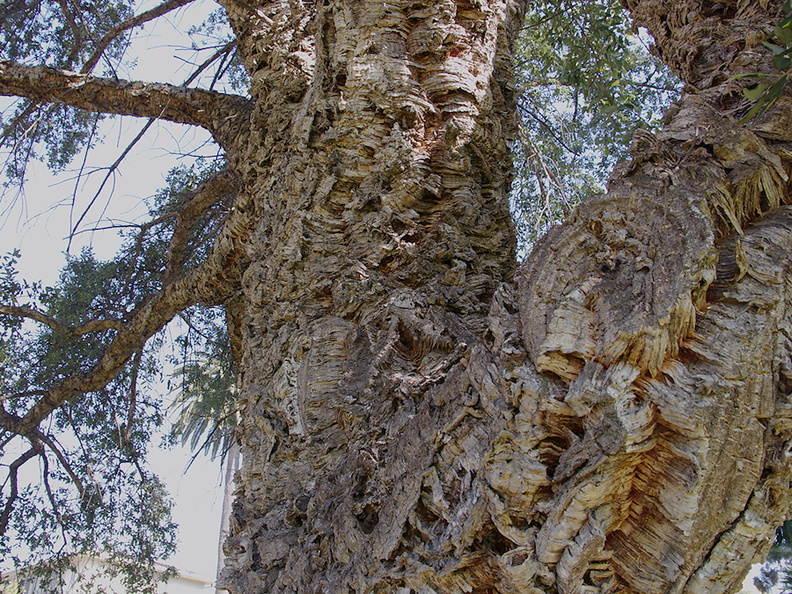 Quercus-suber-cork-oak-bark-Plaza-Park-Ventura-2013-11-09-IMG 3033