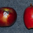 apple-varieties-New-Zealand-2013-05-30-IMG 7798