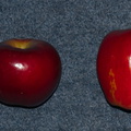 apple-varieties-New-Zealand-2013-05-30-IMG_7800.jpg