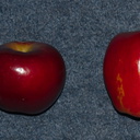 apple-varieties-New-Zealand-2013-05-30-IMG 7800