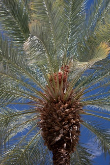 date-fruits-on-palm-tree-Date-Palm-Oasis-Mecca-2016-03-04-IMG 2838